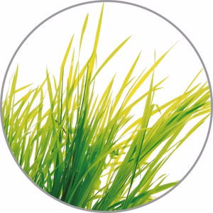 Medisana aroomiessents Citronella