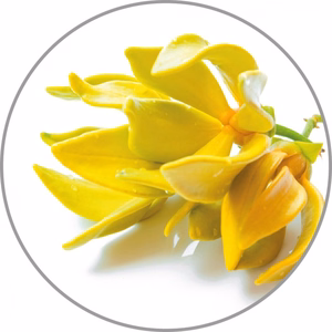 Medisana aroomiessents Ylang-Ylang