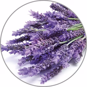 Medisana Aroma essence Lavender aroomiessents