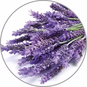 Medisana aroomiessents Lavendel