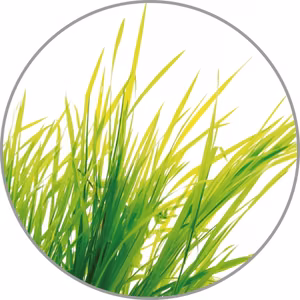 Medisana Aroma essence Citronella aroomiessents
