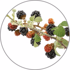 Medisana Aroma essence Wild berries aroomiessents, 10 ml